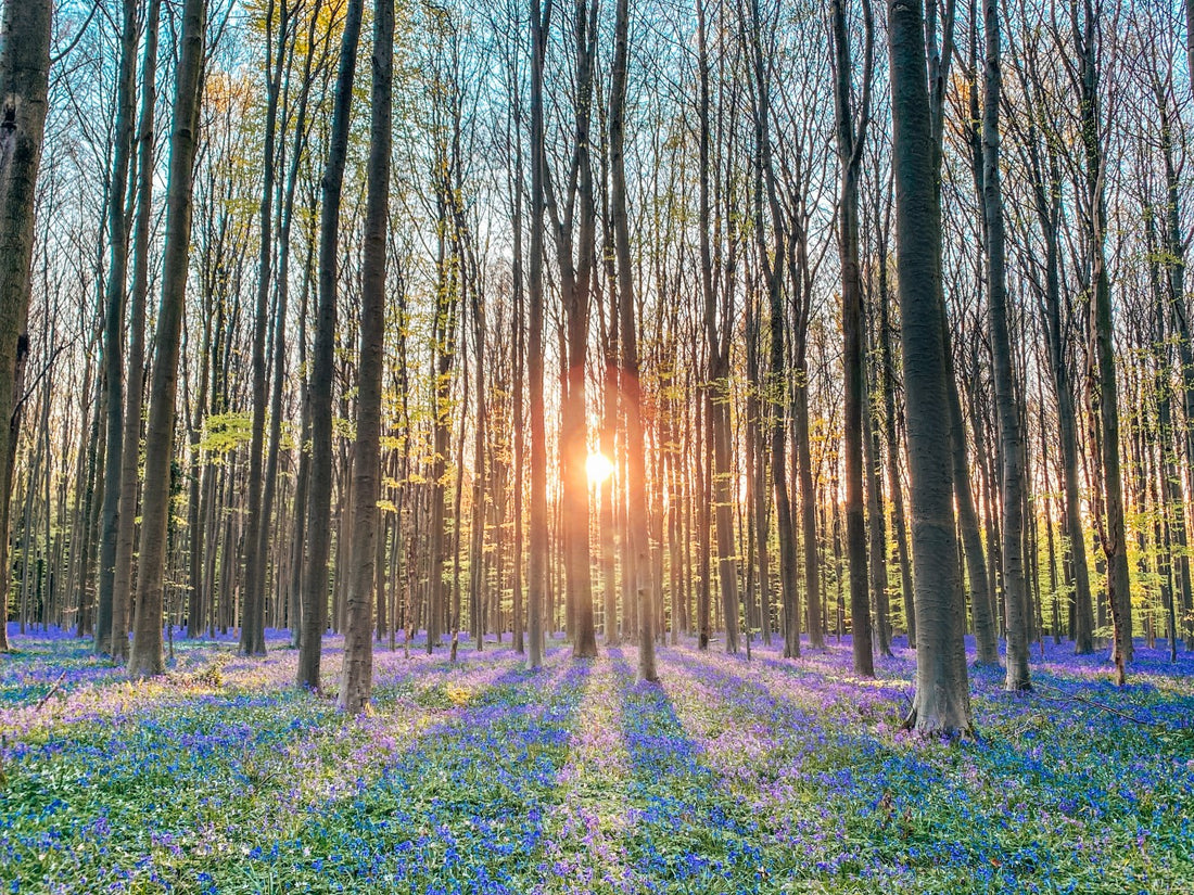 9x the most beautiful forests in Belgium