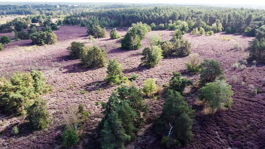 7 Locations where you can admire the purple heather season