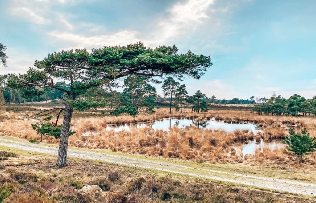 Walking in Kalmthoutse Heide