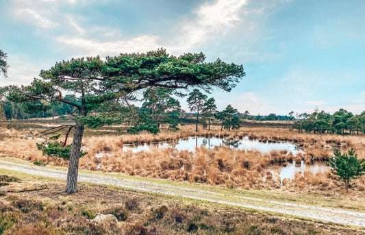 Walking in Kalmthoutse Heide